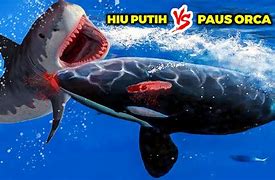 Ikan Hiu Vs Ikan Paus