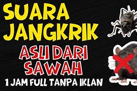 Suara Jangkrik Pengusir Tikus 10 Jam Mp3